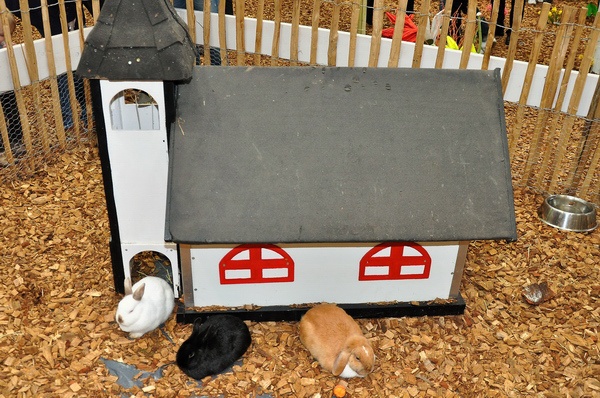 ABF 2010   004.jpg